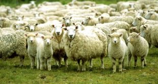 Agjencia e Ushqimit dhe Veterinarisë apelon qytetarët t'i bëjnë therrjet vetëm ne thertore të licencuara