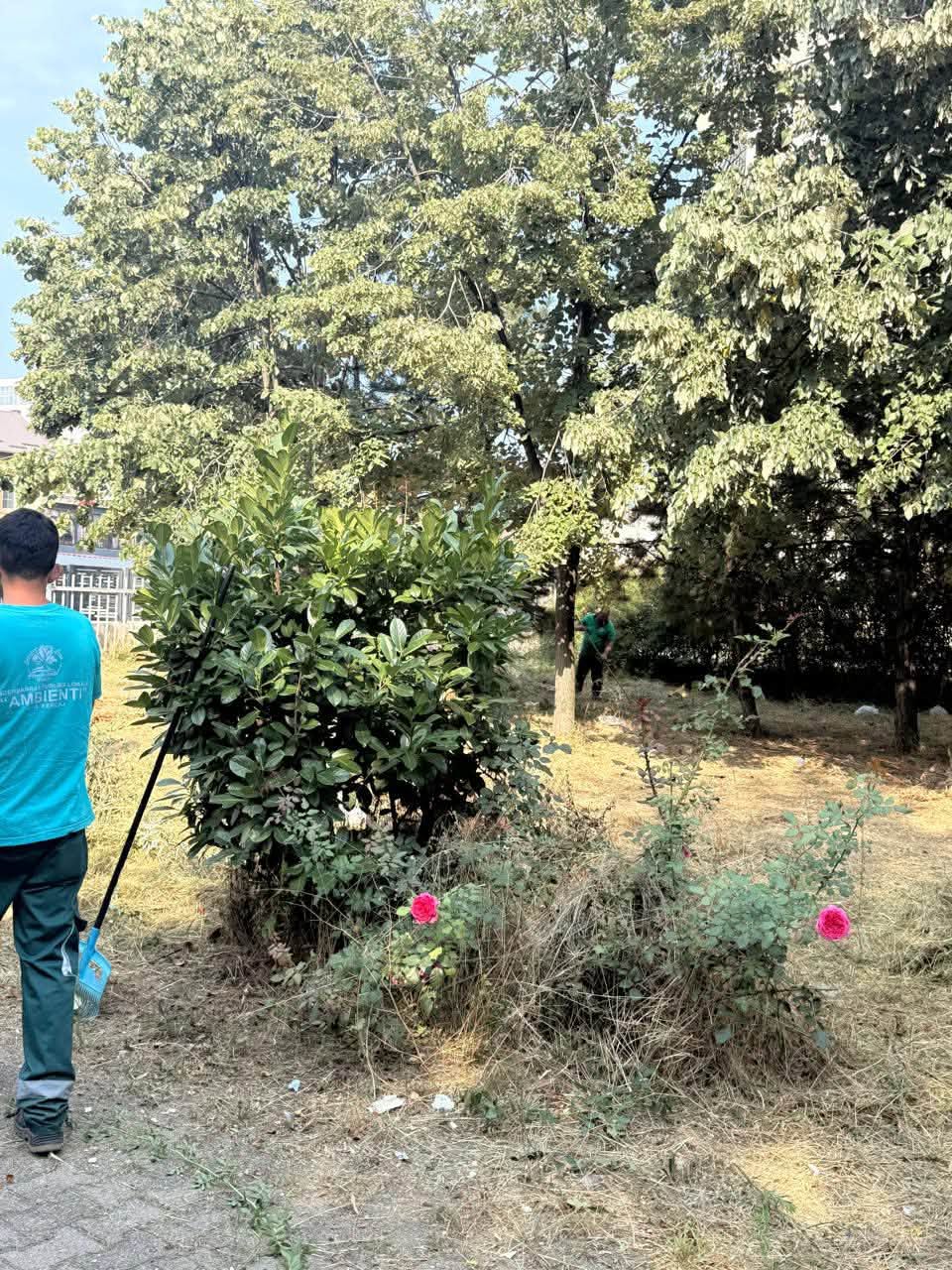 Mirëmbahet hapësira e gjelbër në oborrin e ish Shkollës Fillore  Gjon Sereçi 