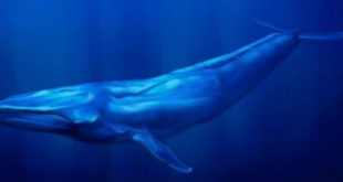 Famulltari i Katedrales “Shën Shtjefni” në Shkodër, Dom Artur Jaku ka dhënë alarmin për lojën e rrezikshme “Balena Blu