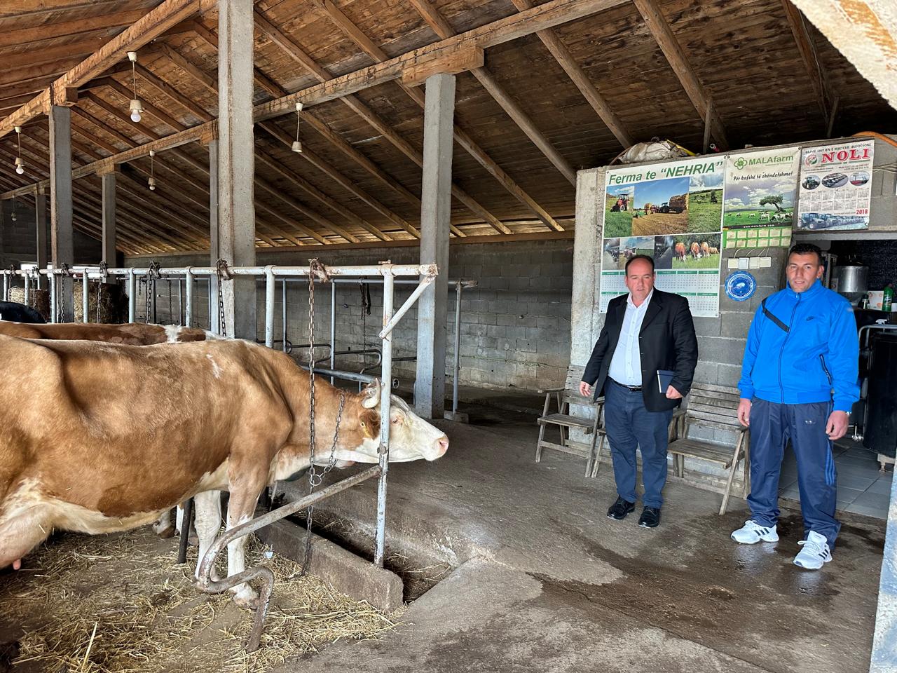 Drejtori i Bujqësisë  Sylë Dukolli  ka parë nga afër repelimin e kafshëve kundër rriqrave
