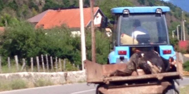 Martinaj: Bagëti të ngordhura në vendgrumbullim të hapur mbeturinash!