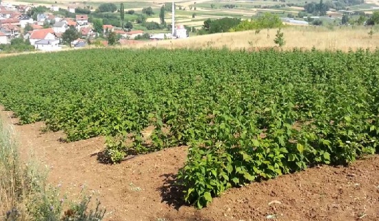 Serbia vazhdon të eksportojë në Kosovë mjedra të helmuara