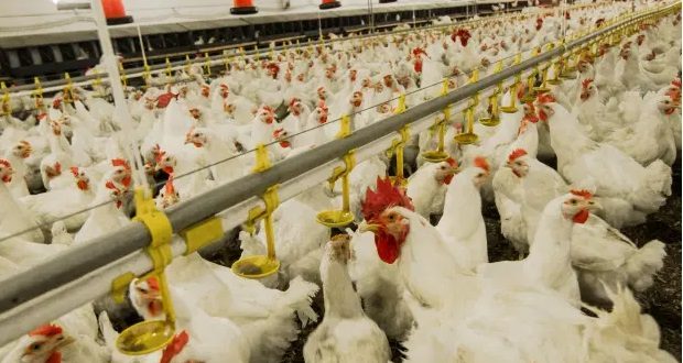 AUV, me sukses ka arritur të menaxhoj sëmundjen Gripi i shpezëve Avian Influenca (H5N8)