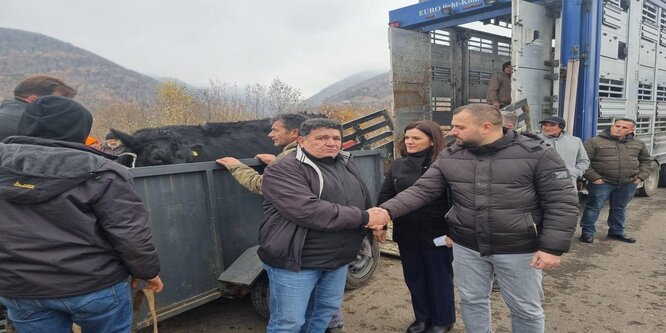 34 Lopë Qumështore për blegtorët e Komunës së Deçanit