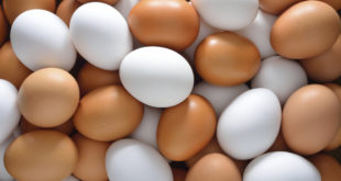 Prodhuesit e vezëve nga Belgjika e Holanda, vende të BE-së, eksportojnë vezë me insekticidin fipronil